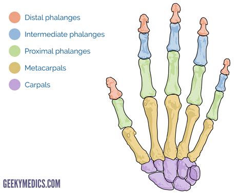 Hand Anatomy Overview .